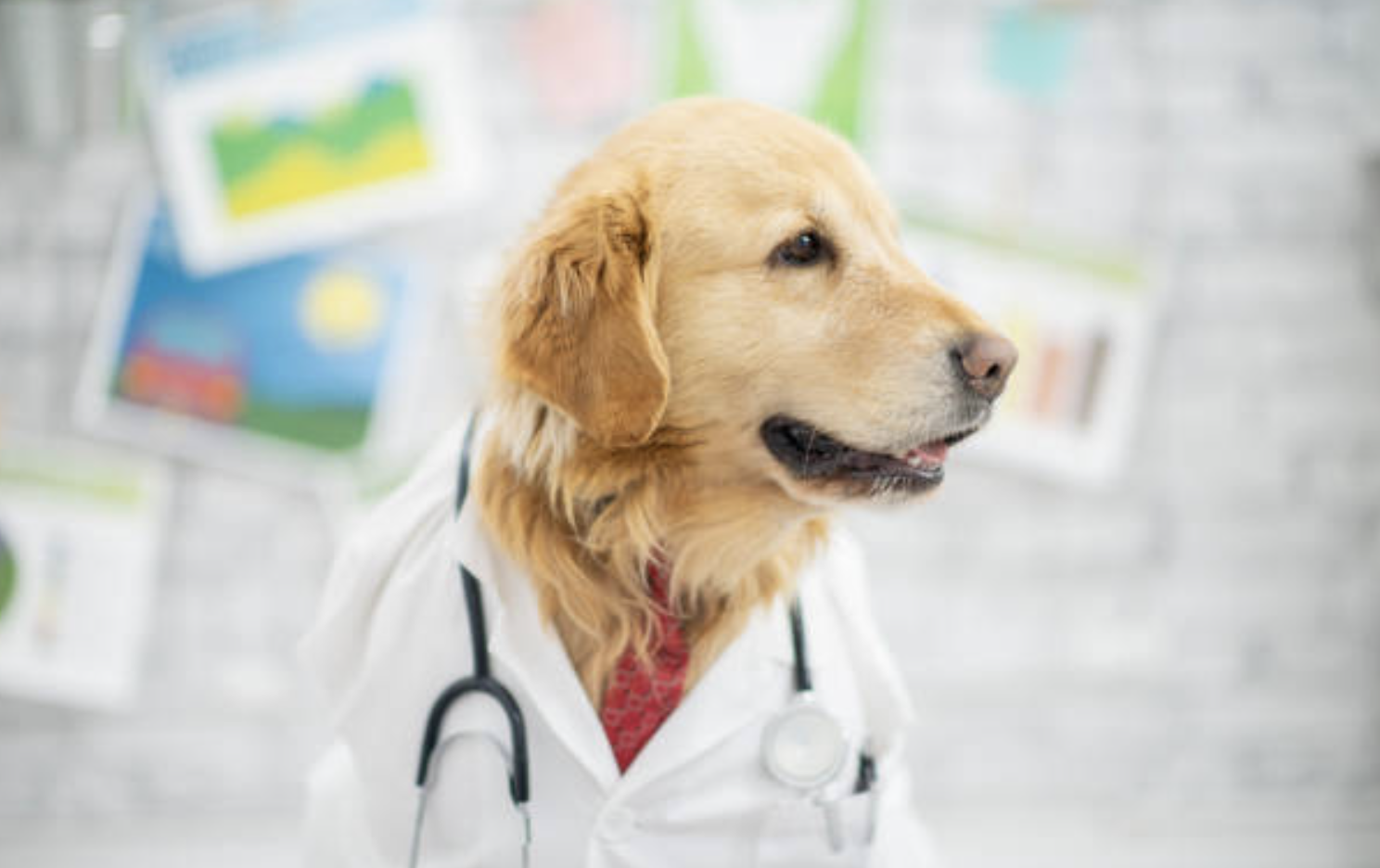 Doggy doctor 2024