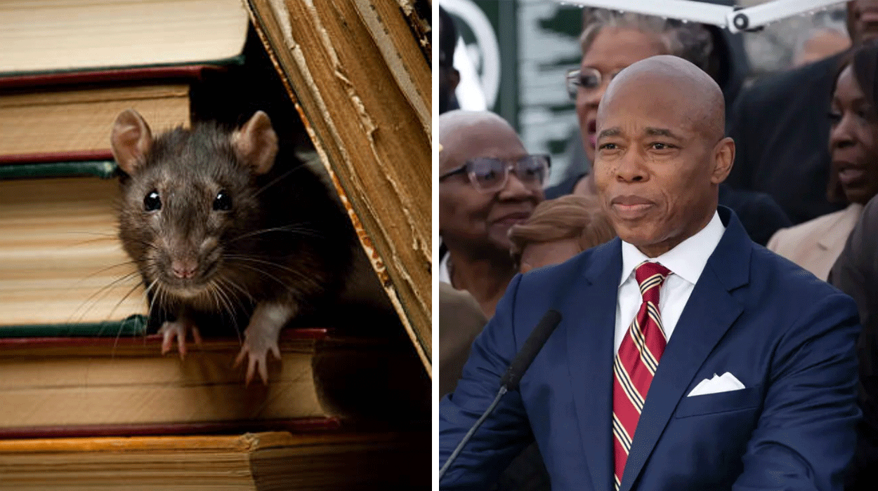 A Letter to Indicted New York City Mayor Eric Adams from Joey, King of the Rats