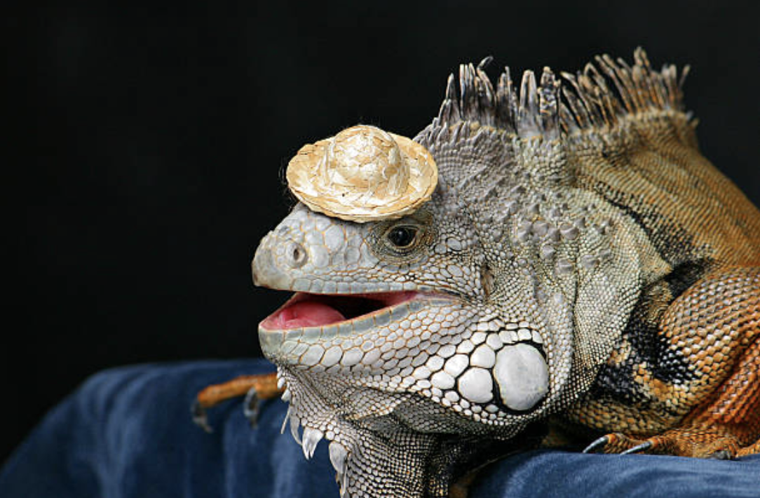 I Turned My Passion Into My Dream Job and Now I Sell Small Hats to Iguanas On Instagram McSweeney s Internet Tendency