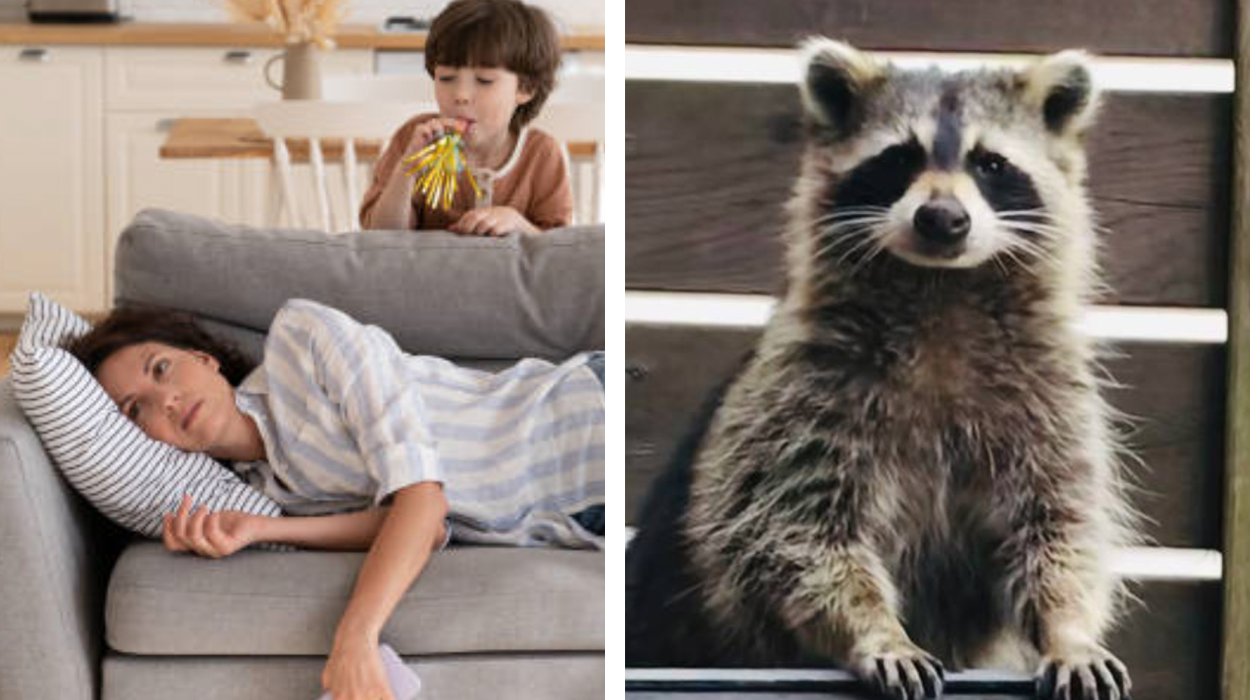 Thumbnail of Are You an Exhausted Parent of Small Children or a Common Raccoon?