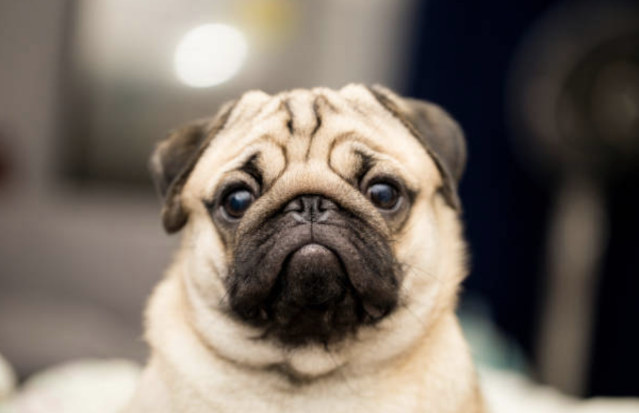 I Am Your Pug and I Have Heard the Call of the Wild McSweeney’s