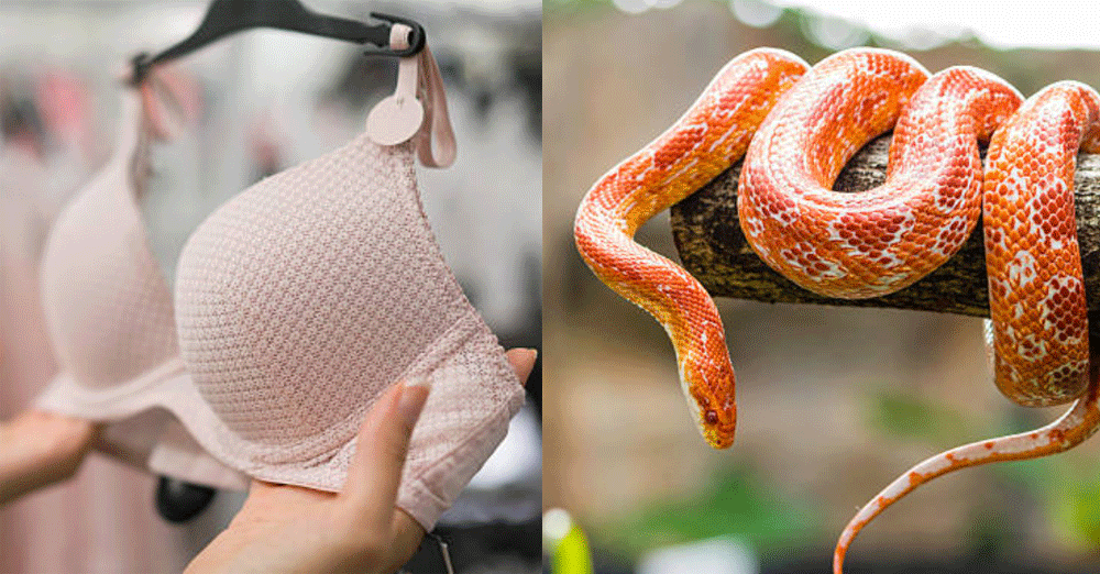 Signs Your Bra May Be the Wrong Size Or a Snake - McSweeney's