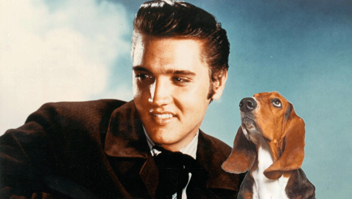 John Moe's Pop Song Correspondences: A Letter to Elvis Presley From His Hound  Dog - McSweeney's Internet Tendency