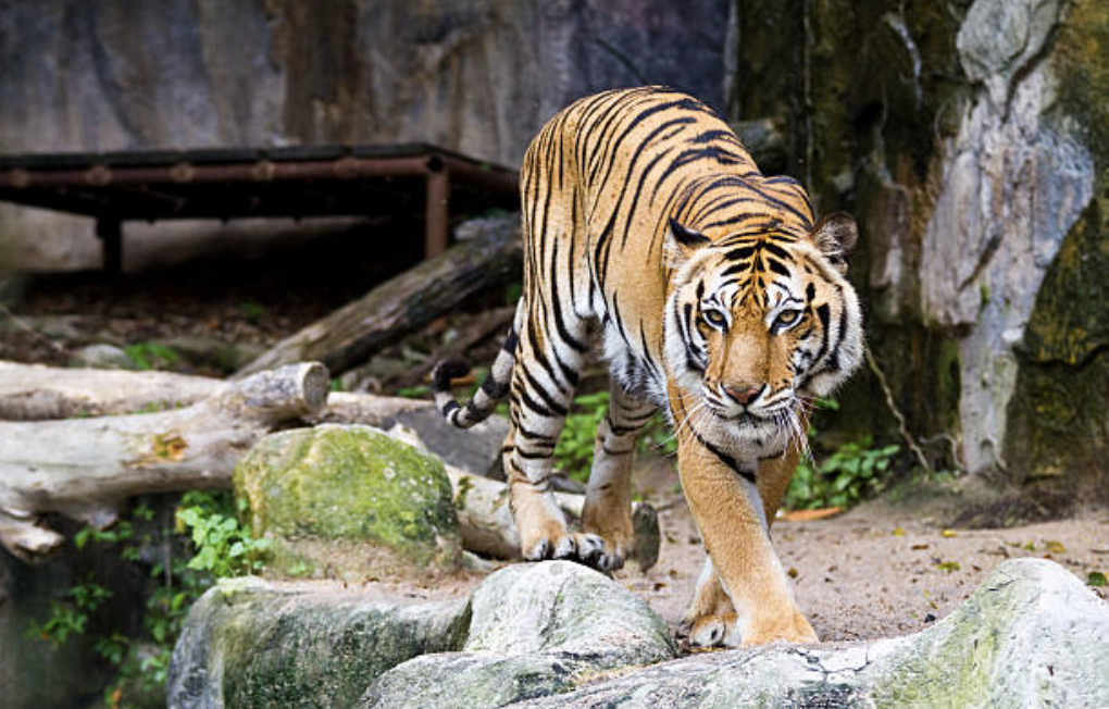Putting a Safety Rail Around Our Zoo’s Tiger Pit Would Be a Slap in the ...