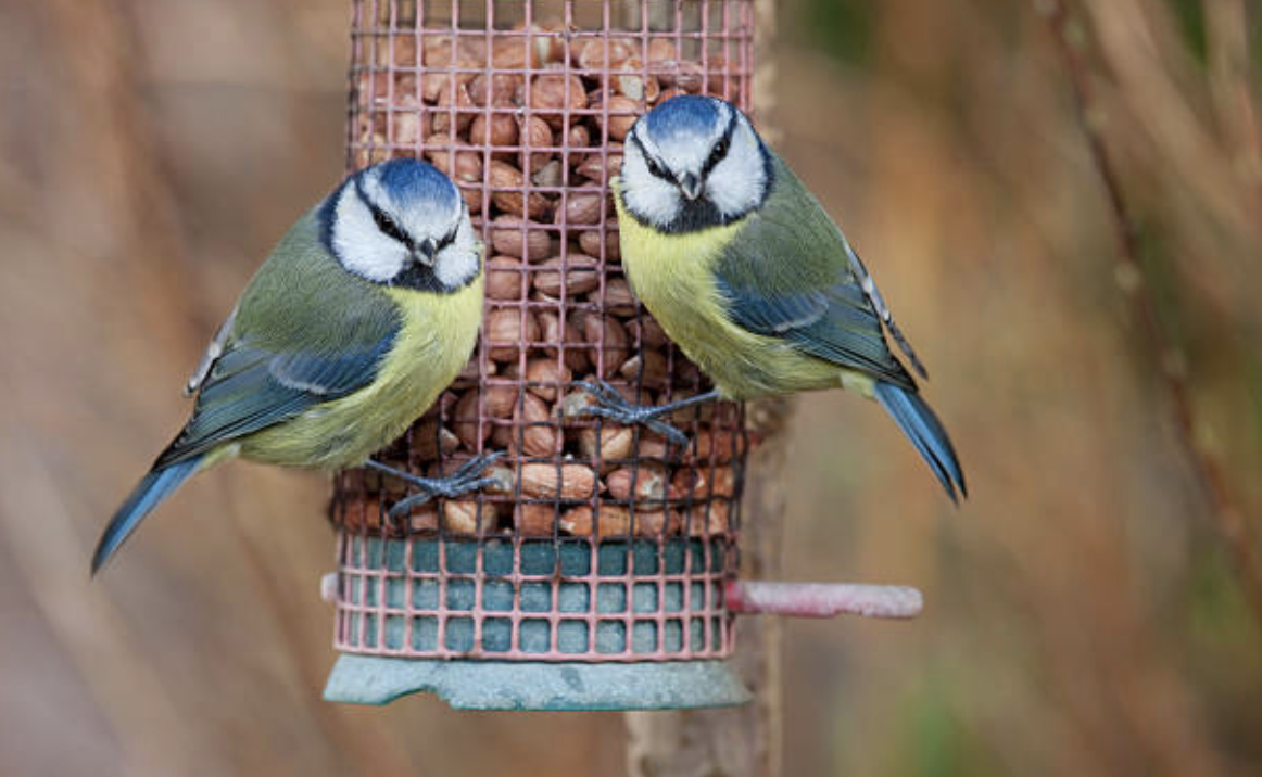 Virtual Birdwatching Saved My Sanity During the Pandemic - McSweeney’s ...