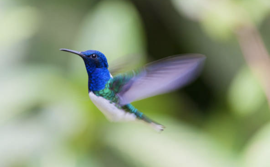 An Open Letter to Hummingbirds - McSweeney’s Internet Tendency